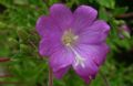 Epilobium hirsutum